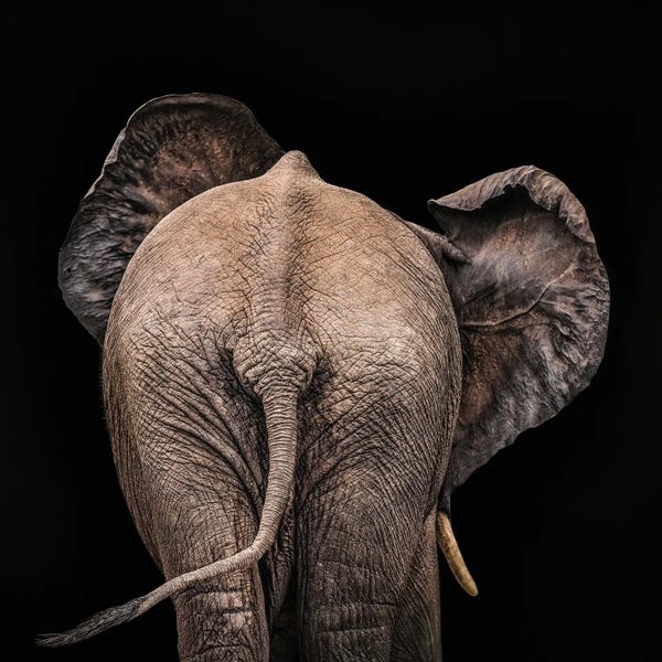 Elephants: But, But, Butt by Patsy Weingart