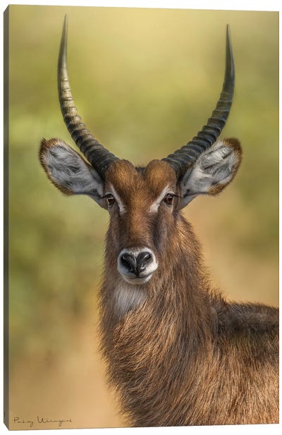 Mr. Waterbuck Canvas Art Print - Antelope Art