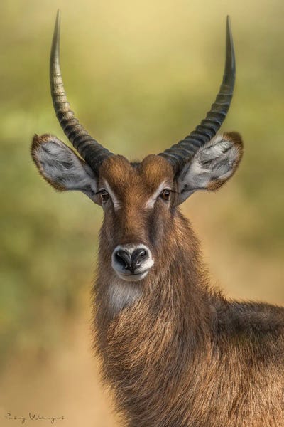 Antelopes: Mr. Waterbuck by Patsy Weingart