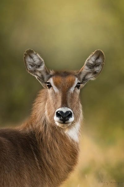 Antelopes: Mrs. Waterbuck by Patsy Weingart