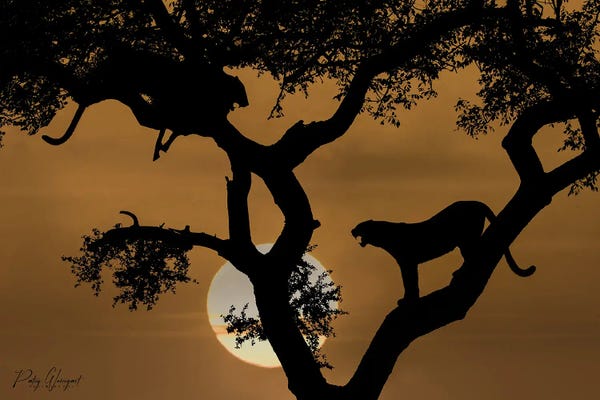 Leopards: Arguing Leopards by Patsy Weingart