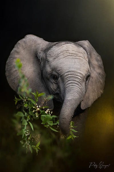 Fine Art Print: Babe At Dawn by Patsy Weingart