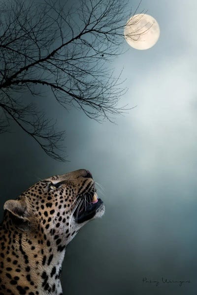 Leopards: Light Of The Moon by Patsy Weingart