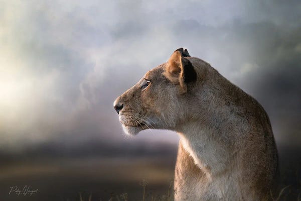 Lions: Storm Brewing by Patsy Weingart