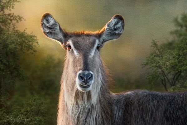 Patsy Weingart: Momma Waterbuck by Patsy Weingart