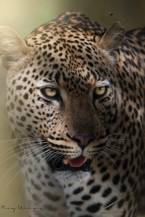 Light Rays On Leopard