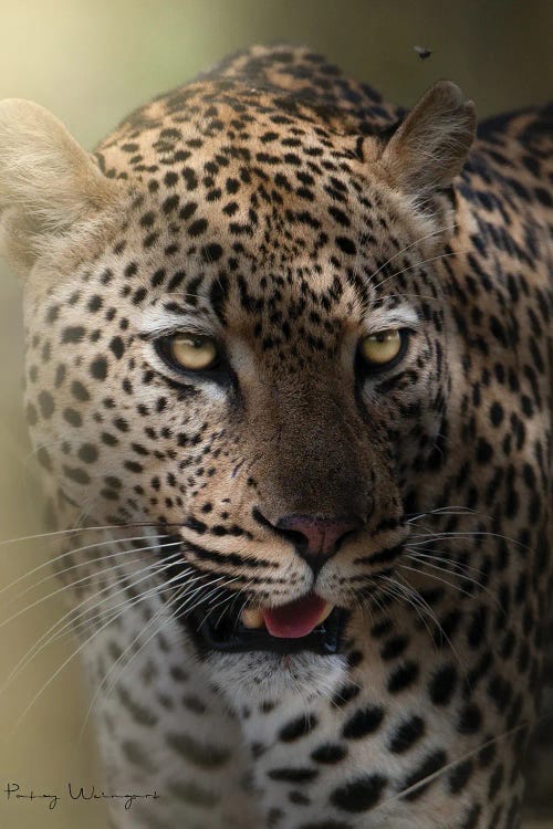 Light Rays On Leopard by Patsy Weingart wall art
