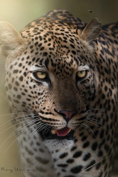 Patsy Weingart: Light Rays On Leopard by Patsy Weingart