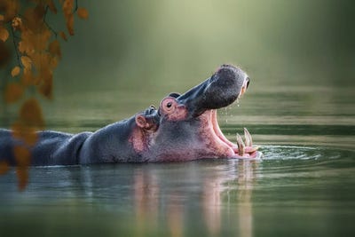 Hippopotamuses