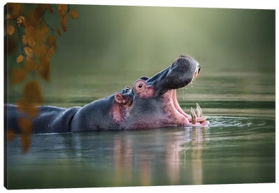 Pod Squad Canvas Art Print - Hippopotamus Art