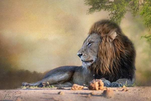 Lions: Good Morning by Patsy Weingart