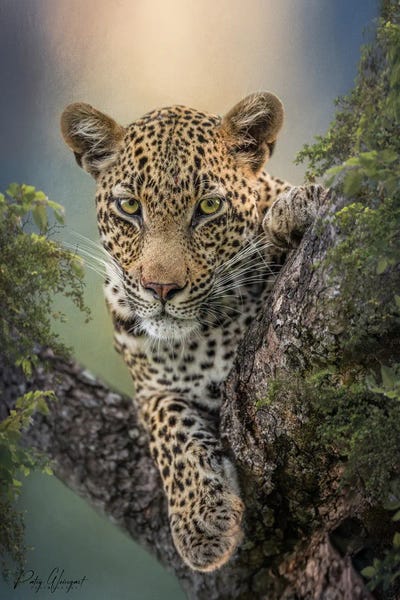 Leopards: Lazarus Iii by Patsy Weingart