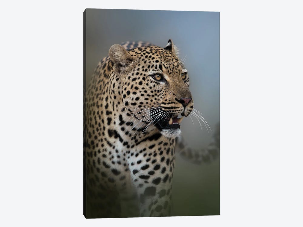 The Flat Rock Male by Patsy Weingart 1-piece Canvas Print
