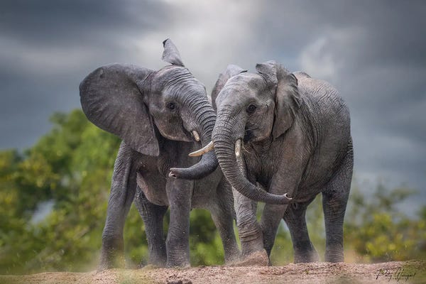 Elephants: Tussling Boys by Patsy Weingart