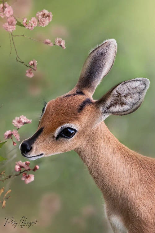 Bambi