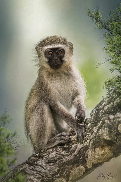 Monkeys: Marvin by Patsy Weingart