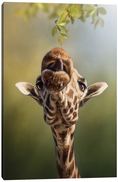 Dew Drops Canvas Art Print - Photogenic Animals