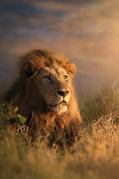 Alert Lion by Patsy Weingart framed wall art