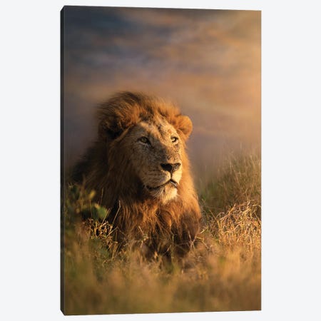 Alert Lion Canvas Print #PWG27} by Patsy Weingart Canvas Print