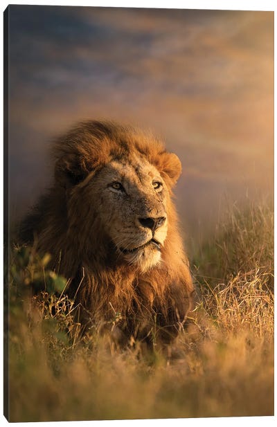 Alert Lion Canvas Art Print - Patsy Weingart