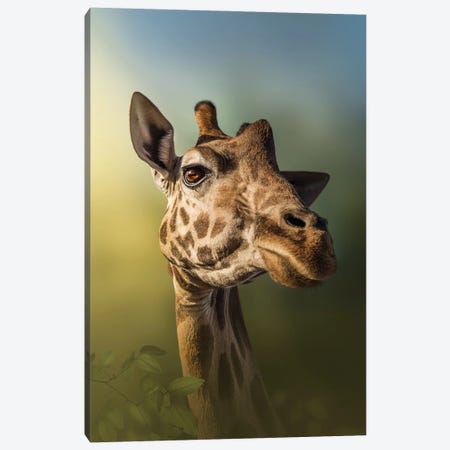 Giraffe In Gorgeous Light Canvas Print #PWG29} by Patsy Weingart Canvas Artwork