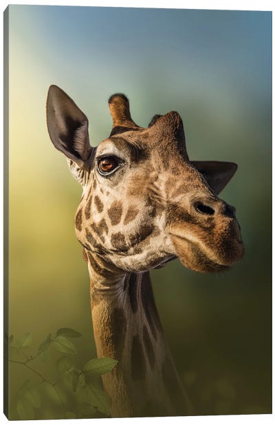 Giraffe In Gorgeous Light Canvas Art Print - Patsy Weingart