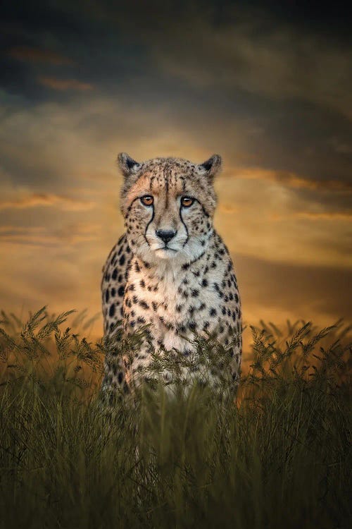 Cheetah In The Morning by Patsy Weingart wall art