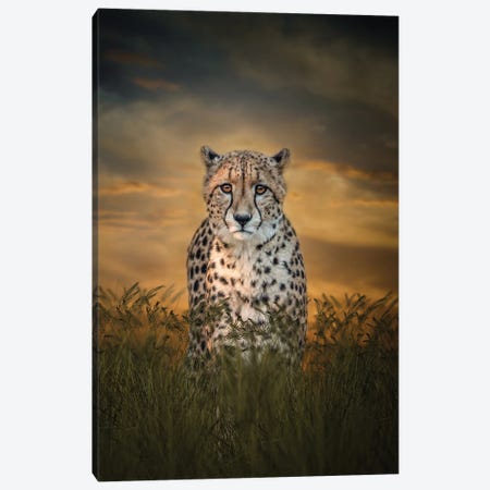 Cheetah In The Morning Canvas Print #PWG2} by Patsy Weingart Canvas Art