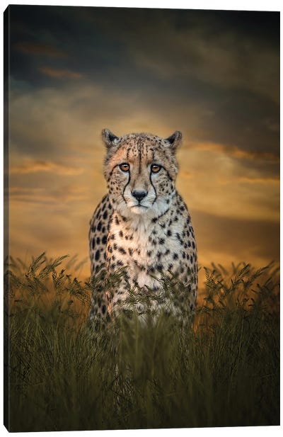 Cheetah In The Morning Canvas Art Print - Patsy Weingart