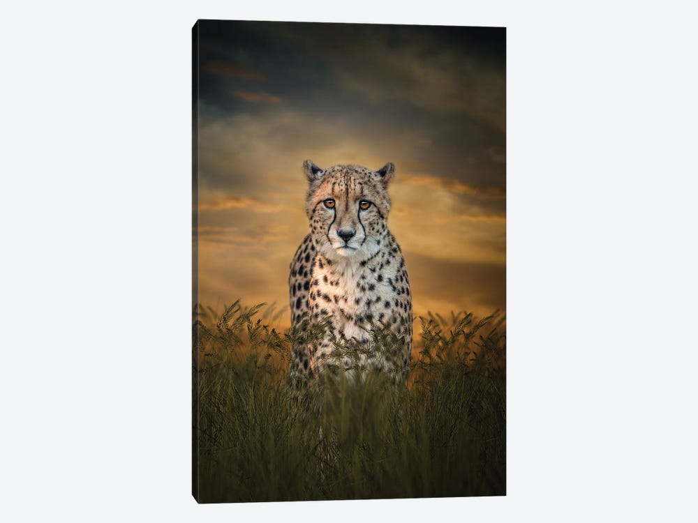 Cheetah In The Morning by Patsy Weingart 1-piece Canvas Artwork
