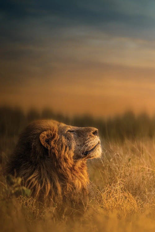 Warming In The Sun by Patsy Weingart wall art