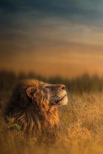 African Culture: Warming In The Sun by Patsy Weingart