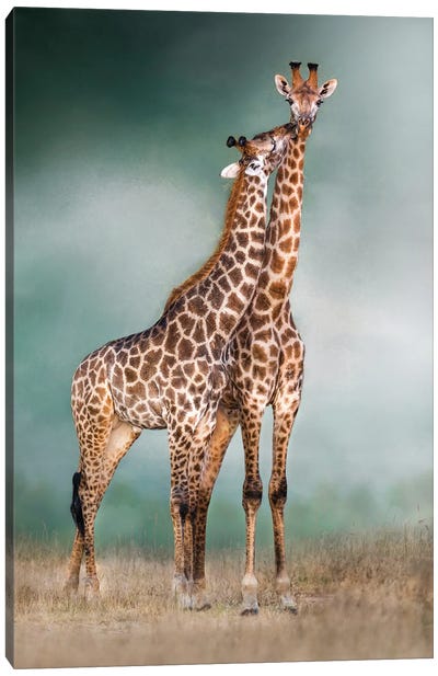 Giraffe Lovers Canvas Art Print - Giraffe Art