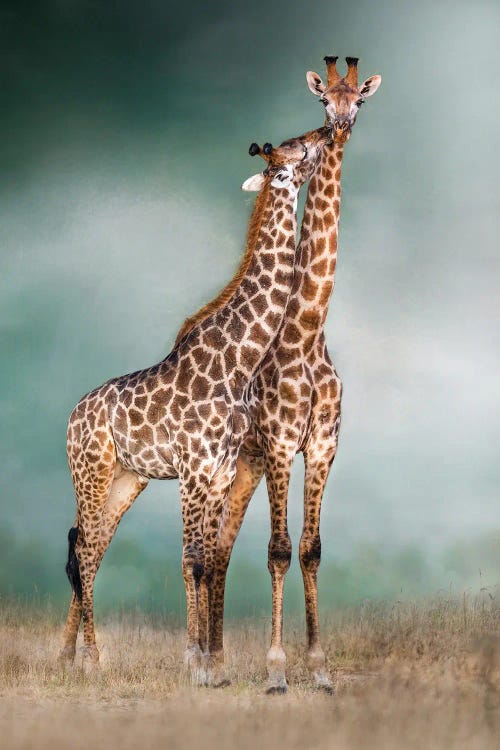 Giraffe Lovers by Patsy Weingart wall art
