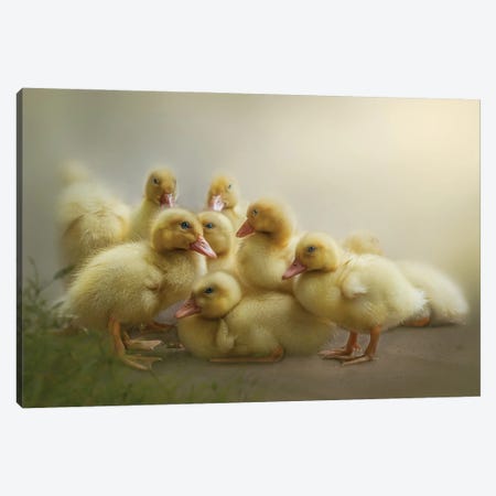 Puddle Of Ducklings Canvas Print #PWG32} by Patsy Weingart Art Print