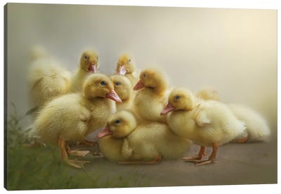 Puddle Of Ducklings Canvas Art Print - Duck Art