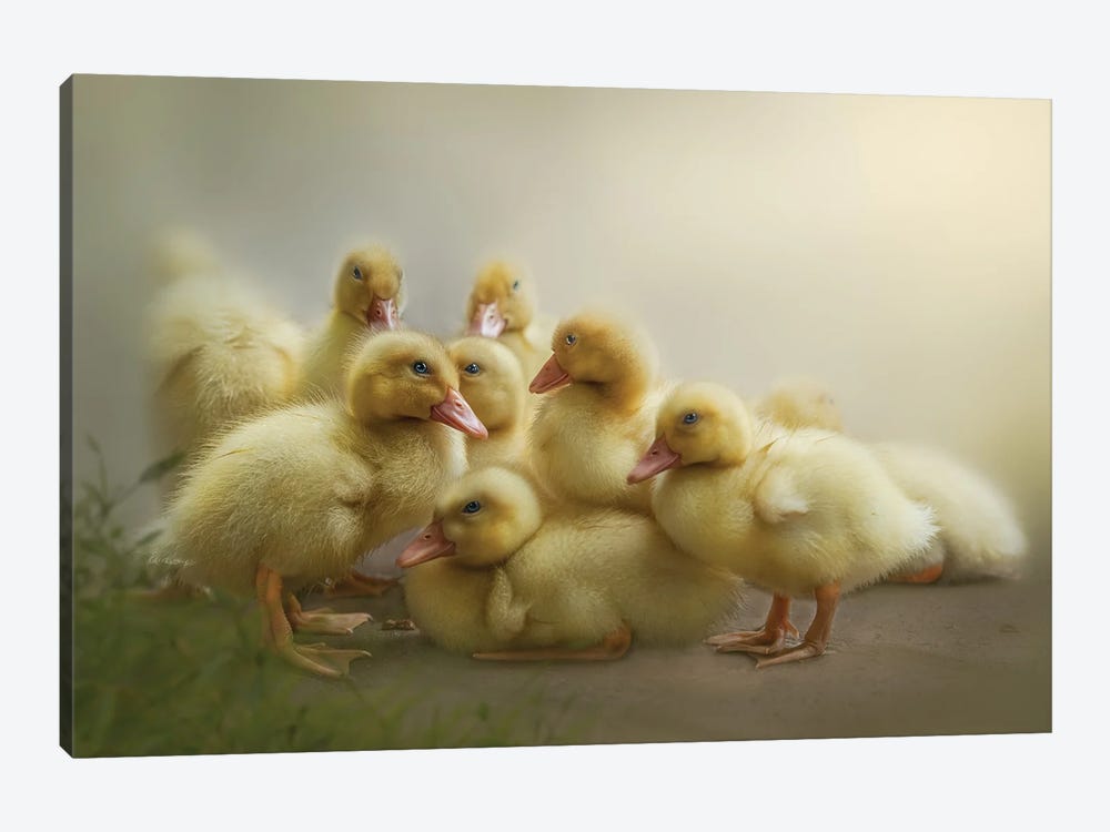 Puddle Of Ducklings by Patsy Weingart 1-piece Canvas Art
