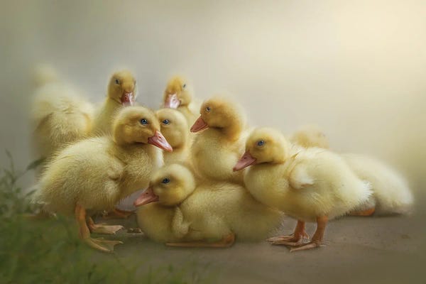 Patsy Weingart: Puddle Of Ducklings by Patsy Weingart