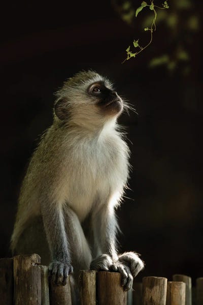 Patsy Weingart: Curious Vervet by Patsy Weingart