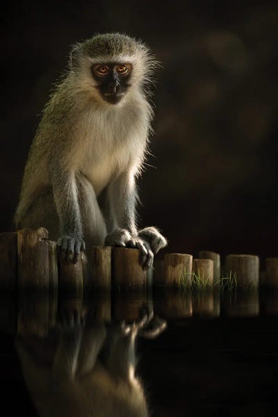 Primates: Vervet Reflection by Patsy Weingart