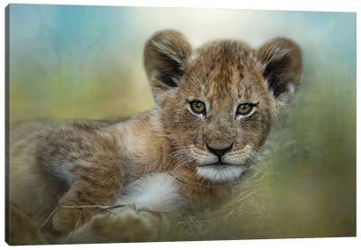 Baby In The Bush Canvas Art Print - Patsy Weingart