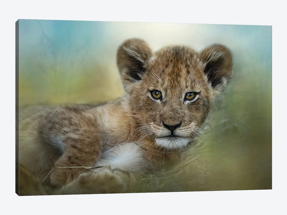 Baby In The Bush by Patsy Weingart 1-piece Canvas Wall Art