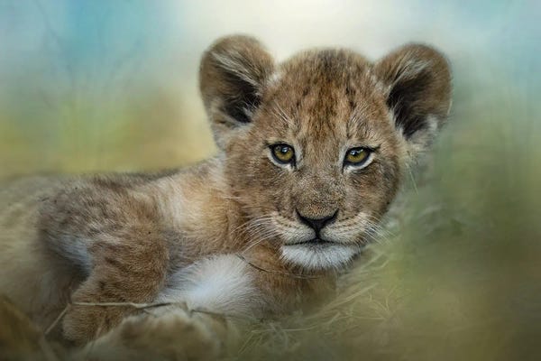 Lions: Baby In The Bush by Patsy Weingart