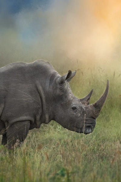 Rhino In The Morn by Patsy Weingart framed canvas print