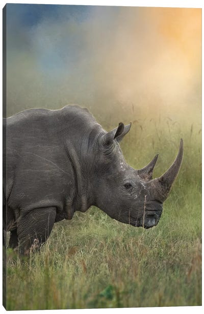 Rhino In The Morn Canvas Art Print - Rhinoceros Art