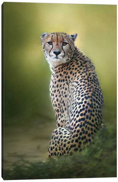 Look Back Canvas Art Print - Cheetah Art
