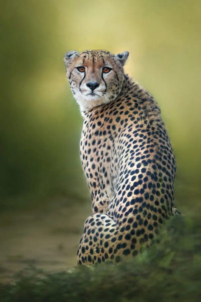 Cheetahs: Look Back by Patsy Weingart