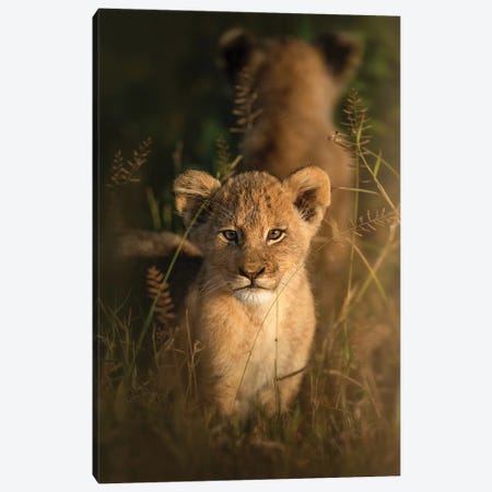 Curious Cub Canvas Print #PWG41} by Patsy Weingart Canvas Wall Art