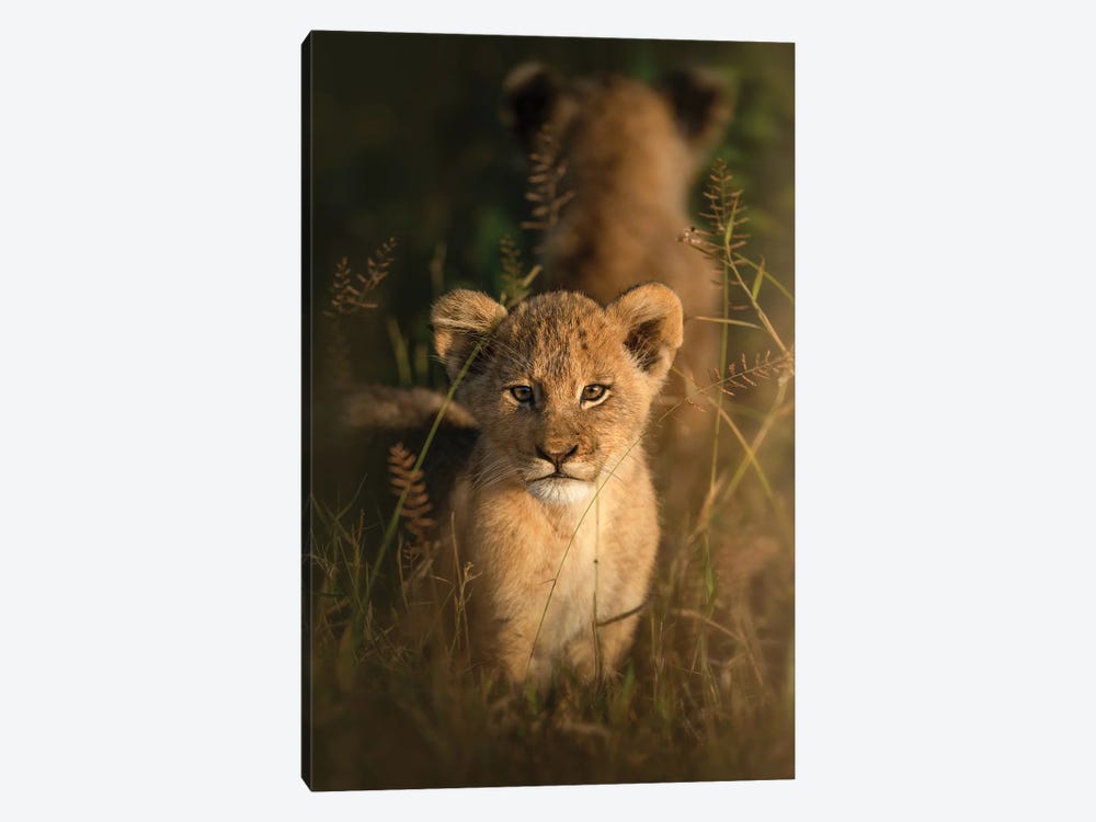 Curious Cub by Patsy Weingart 1-piece Canvas Artwork