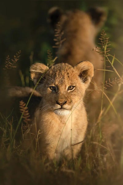 Patsy Weingart: Curious Cub by Patsy Weingart